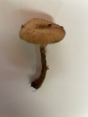 Lentinus tigrinus