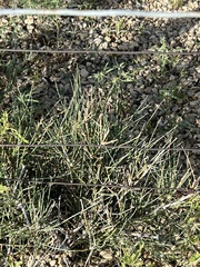 Ephedra antisyphilitica