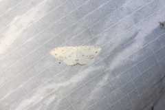 Cyclophora pendulinaria