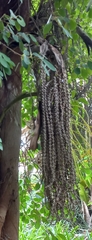 Ficus