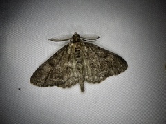 Protoboarmia faustinata