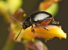 Arsipoda holomelaena