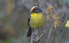 Atlapetes pallidinucha