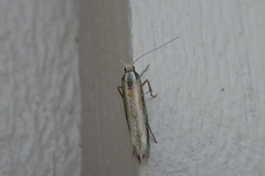 Ypsolopha parenthesella