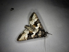 Phlogophora albovittata