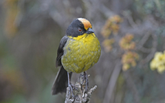 Atlapetes pallidinucha