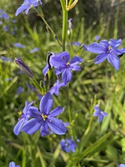 Aristea ecklonii