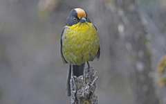 Atlapetes pallidinucha