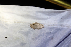 Costaconvexa centrostrigaria