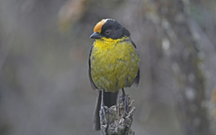 Atlapetes pallidinucha