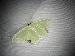 Comibaena subdelicata