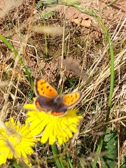 Lycaena phlaeas