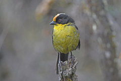 Atlapetes pallidinucha