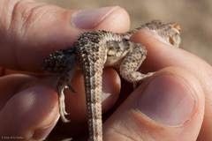 Sceloporus horridus