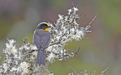 Atlapetes pallidinucha