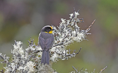 Atlapetes pallidinucha