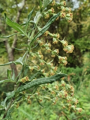 Artemisia verlotiorum