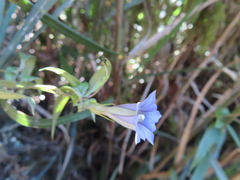 Tripterospermum lanceolatum