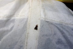 Eulogia ochrifrontella