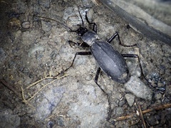 Carabus procerulus procerulus