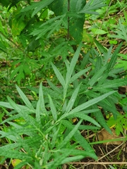 Artemisia verlotiorum