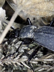 Carabus procerulus procerulus