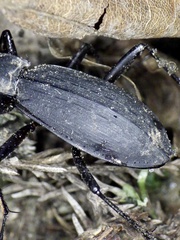 Carabus procerulus procerulus