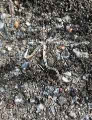 Enchytraeidae