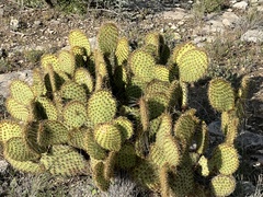Opuntia strigil