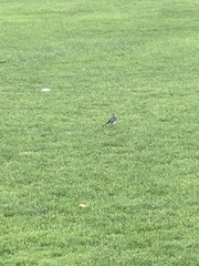 Motacilla alba yarrellii