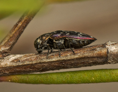 Diphucrania