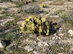 Opuntia strigil