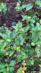 Physocarpus opulifolius