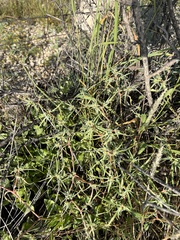 Euphorbia exstipulata