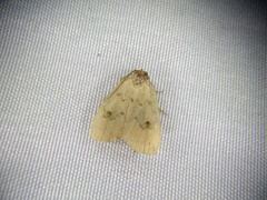 Anachrostis nigripunctalis