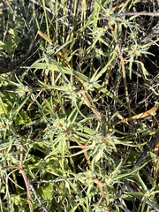 Euphorbia exstipulata