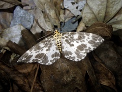 Dilophodes elegans elegans