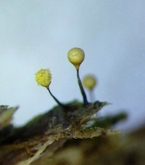 Hemitrichia calyculata