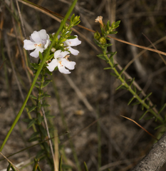 Westringia tenuicaulis