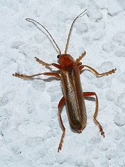 Cantharis