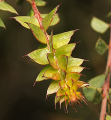 Acacia hubbardiana