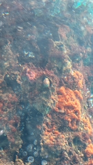 Parablennius postoculomaculatus