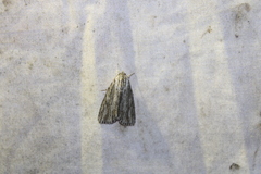 Acronicta lithospila