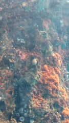 Parablennius postoculomaculatus