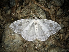 Deroca inconclusa phasma