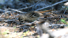 Drymodes brunneopygia