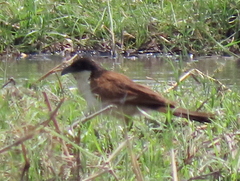 Centropus cupreicaudus