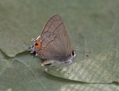 Electrostrymon hugon