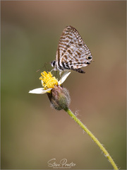 Leptotes pirithous