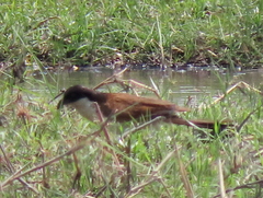 Centropus cupreicaudus